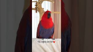 [젤리] 앵무새가 보호자를 사랑하면 하는 말 / 눈 마…