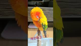 세상에 이런 새가? #깔끔쟁이#앵무새 #parrot #…
