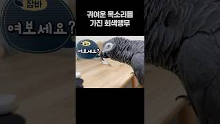귀여운 목소리를 가진 앵무새  회색앵무 잠바