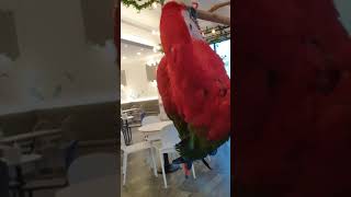 홍금강 긁어주기 & 왕관앵무 머털이 근황