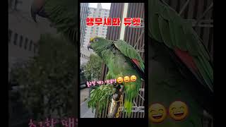 앵무새와 듀엣///출근할 때는 내담당#노래하는 앵무새#…