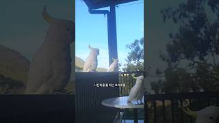 사진 순순히 찍혀주는 호주 토종새 #코카투 #호주워홀