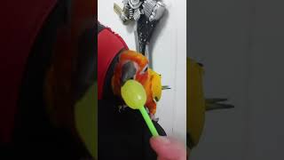 사탕이 먹고싶어요 ㅜㅜ