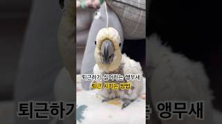 김로미에게 담요는 만병통치약 