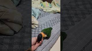 껌딱지 검은머리카이큐