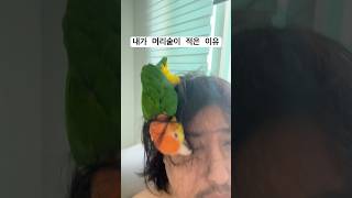 내가 머리숱이 적은 이유#탈모#카이큐 #parrot #…