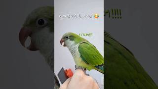 공부하는 앵무새 ❌️ | 앵무새 따라하는 아빠 ‍♂️