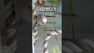 소형 앵무새 영역 침범하는 대형 앵무새  회색앵무 잠바 모란앵무 옹심이