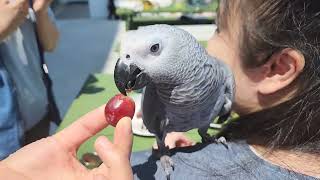 퀘이커,왕관,카이큐,코뉴어,목도리,회색,썬,피어니스~지금 새친구들 만나러 갑니다^^