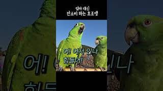 아랑이는 효자앵무새에요 아들 잘뒀죠? 사람돌봐주는 잔소리꾼 #아랑이 #앵무새 #talkingparrot