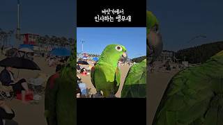 바닷가니까 더 씩씩하게 인사하기 hahahaha hello!!#talkingparrot #아랑이 #아마존앵무새