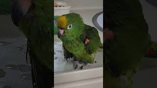 #수다쟁이 #아롱이 #별이 #아마존앵무새  #말하는앵무새☕️