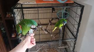 체스넛마카우 와 한스마카우