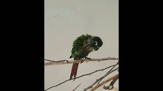 자비 긁긁긁... #parrot  #그린칙코뉴어 #앵무…