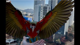 [루카월드] 운동 후 먹는 밥이 꿀맛 앵무새 자유비행