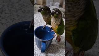 코뉴어앵무새#하랑이#하봉이#더빙농장#식당이모#동물더빙#…