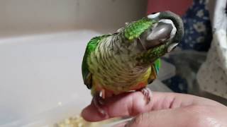 [앵무파파] 놀다가 잠이 든 귀여운 아기 코뉴어 앵무새 똥초롱이 [2020.01.29]