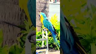 Blue Gold Macaw Hawaii 청금강 앵무새…