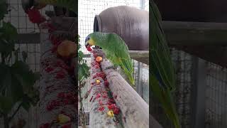 번식조 아마존C 말 할수 있는 말은 안녕!안녕! 그런데…