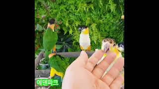 카이큐와 쟈딘앵무