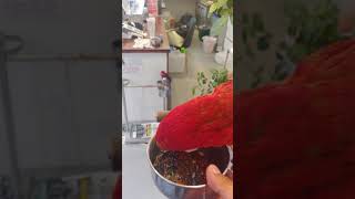 밥먹는 홍금강앵무새 맥쓰