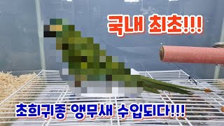 지금껏 국내에 없던 초희귀종 앵무새가 수입되었습니다! …