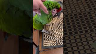 Peanut butter routine-his morning will not complete without the scratches #macaw #pet #bird #parrot
