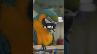  Birds That Mimic Human Speech…