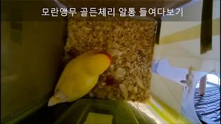 모란앵무새 골든체리 알통 들여다보기 1 (Parrot Baby Bird eat Feeding Video)