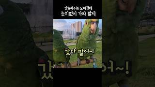 안놀아주는 오빠한테 가따팔아버려 승질내는 앵무새 #아마…