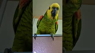 아마존앵무새 태양이 까꿍! #아마존앵무새 #parrot #아마존 #birds #앵무새 #태양이네#amazonparrot