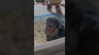 강아지처럼 앙!앙! 짖는 아기 퀘이커#퀘이커#퀘이커앵무새#블루퀘이커#아기앵무새#이유조#퀘이커이유조#아기새#앵무새아가짓#앵무새이유조#parrot #birds#댕댕이