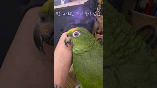 멍 때리는 아마존 앵무새 지니 음악감상