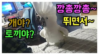 앵무새 애교뽕 ) 강아지 고양이 보다 더 애교가 많은 …