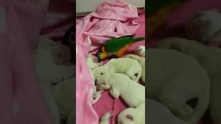 앵무새_카이큐&amp;진돗개새끼들♡