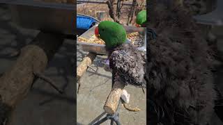 자해가 심해진 뉴기니아앵무새