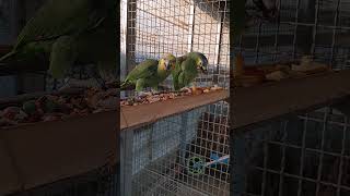 아마존과 세네갈 세네갈은 횃대를 물어 뜨어 놓아서 어디에 올라 가 있을건지 ㅠ ㅠ