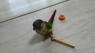 코뉴어 사랑이 재롱게임^^-샤론패럿