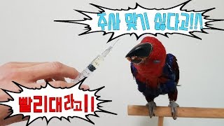 바이러스 걸린 앵무새 관리하기!! - 영양관리편