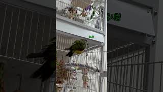 승질머리 #shorts #앵무새