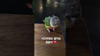 잠오는 겸둥이 코뉴어 #코뉴어앵무새 #parrot #s…