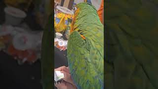 수원 메쎄 코리아 애니멀에서 사람 옆에 #아마존앵무새 #아마존앵무