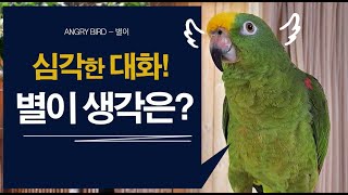 앵무새가 이런 생각까지 한다고? / 웃기지만 슬픈 이야기 / 앵무새가 개콘보다 더 웃기다!!  / 사람과 대화 가능앵무새 / ANGRY BIRD