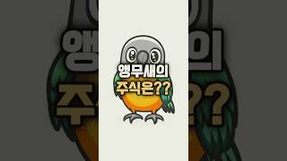 앵무새는 뭐 먹고 사냐고요? 이렇게 건강하고 알찬 식단으로 매일이 잔칫날입니다!✨#앵무새먹방 #앵무새식단