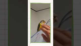 애들이 자꾸 도망가서 짱나네요.. #앵무새 #코뉴어 #…