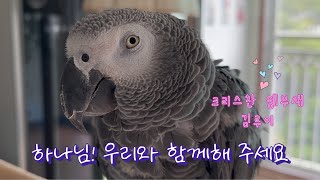 엄마보다 기도를 더 잘하는 앵무새 #김루이장로님