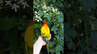 20170901 으아리 꽃과 썬코뉴어