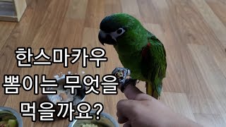 공서연(앵무새)한스마카우.뽐이는 밥을 어떤걸 먹을까요?2021.2.9