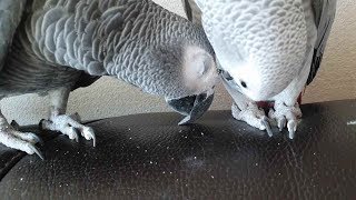 이 아이들은 사이가 좋은걸까요 나쁜걸까요?