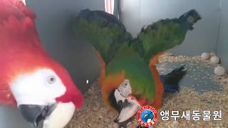 카타리나+스칼렛마카우 번식 비디오 [앵무새동물원]